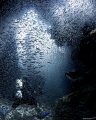   Diver immersed silversides  